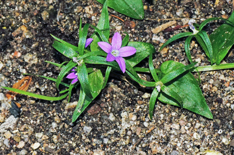 Legousia falcata / Specchio di Venene minore